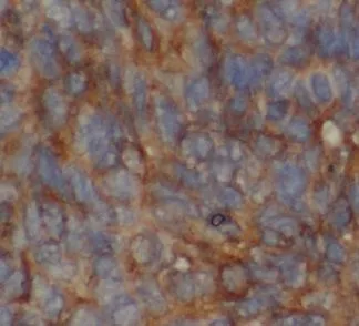 UQCC2 antibody - image 1