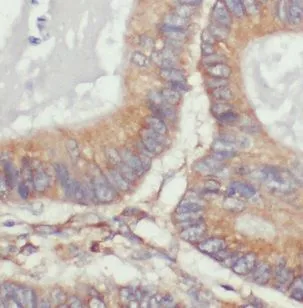 VAPA antibody - image 1