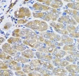 VPS37A antibody - image 1