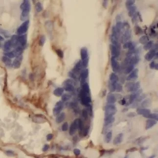 VWA2 antibody - image 1