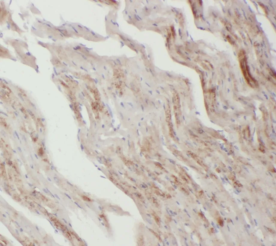 CCN4 antibody - image 1
