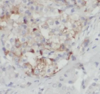 XIAP antibody - image 1