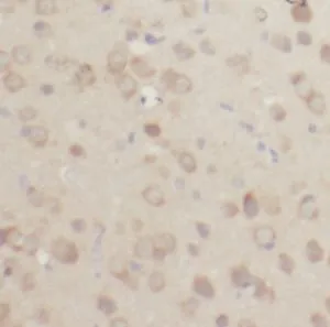 FGF2 antibody - image 1