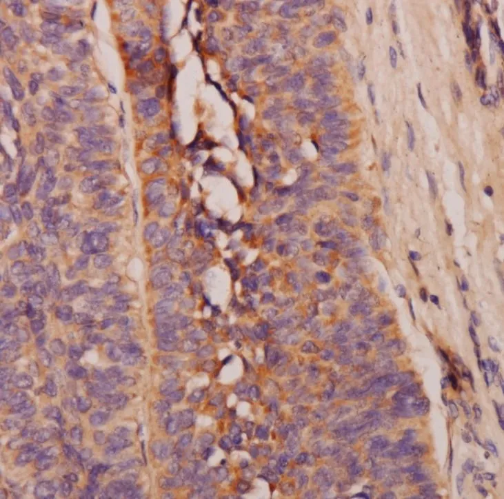 Asprosin antibody - image 1