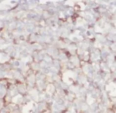 CD80 antibody - image 1
