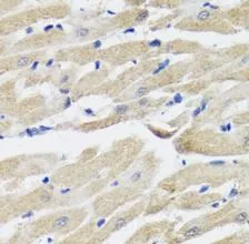 NPPA antibody - image 1