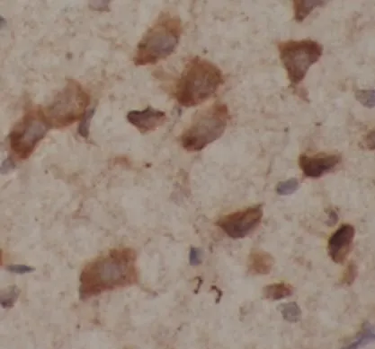 TUBB3-specific antibody - image 1