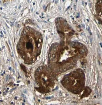 HSPA5 antibody - image 1