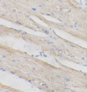 CASP3 antibody - image 1