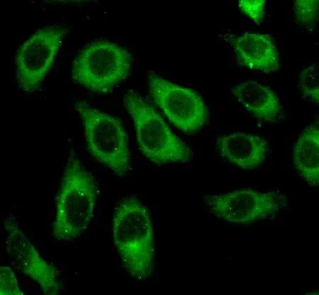 CASP3 antibody - image 2