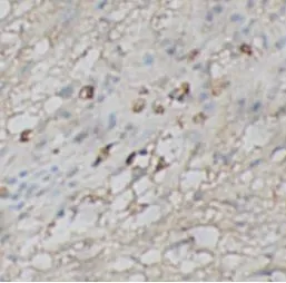 CASP1 antibody - image 1