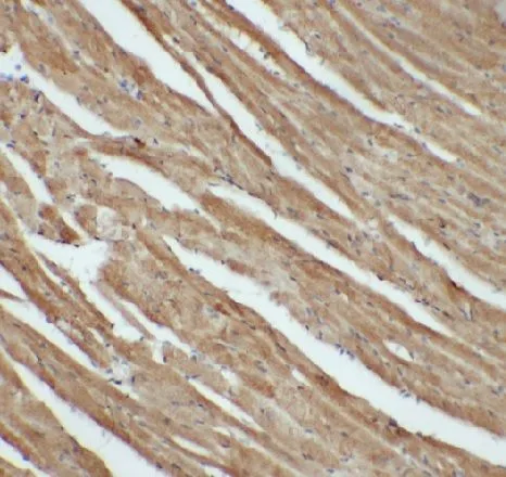 LMO4 antibody - image 1