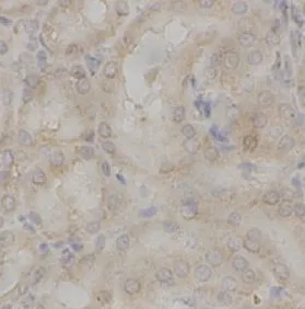 KLF4 antibody - image 1