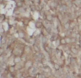 MAP2K4 antibody - image 1