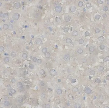 Complement C2 antibody - image 1