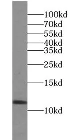 TXN antibody - image 1