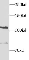 ITGAE antibody - image 1