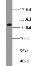 VPS54 antibody - image 1