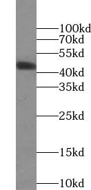 USP12 antibody - image 1