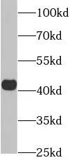 AGER antibody - image 1