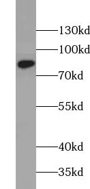 AOC3 antibody - image 1