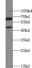 TSC22D4 antibody - image 1
