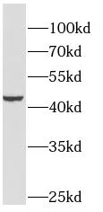 GSDMB antibody - image 1