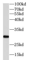 PGAM1 antibody - image 1