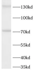 NOS3 antibody - image 2