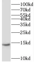 UQCC2 antibody - image 2