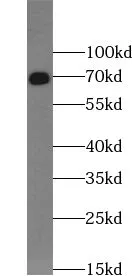 TRIM67 antibody - image 1