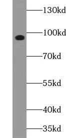 UNC45B antibody - image 1