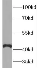TOR2A antibody - image 1