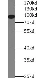 TLR2 antibody - image 1