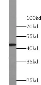 UNKL antibody - image 1