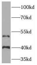 TOR3A antibody - image 1