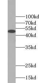 WIPF2 antibody - image 1