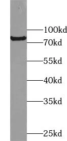 USP44 antibody - image 1