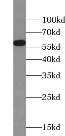 TULP2 antibody - image 1