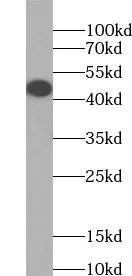 CCN4 antibody - image 2