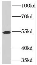 TOM1 antibody - image 1