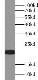 VPS25 antibody - image 2