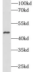 TFAP2A antibody - image 1
