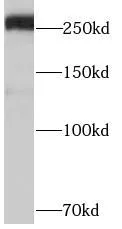 ABCA4 antibody - image 1
