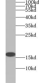 VAMP8 antibody - image 1