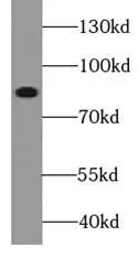 TRPC1 antibody - image 2