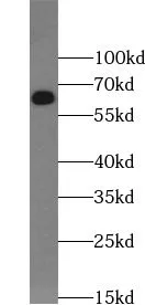 CD80 antibody - image 2