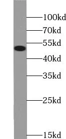 ZNF101 antibody - image 1