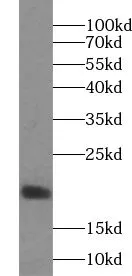 VAMP4 antibody - image 1