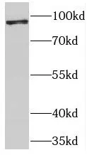USP5 antibody - image 1